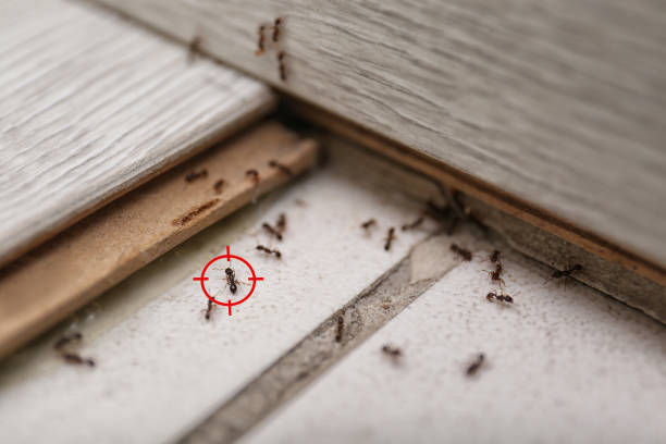 Best Mosquito Control Services  in Montello, WI