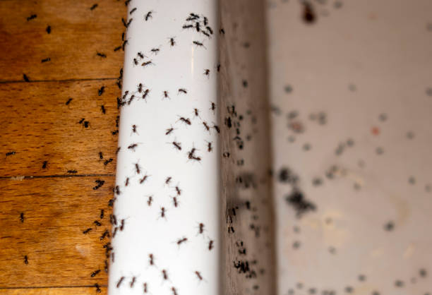 Wildlife Control Services in Montello, WI