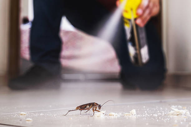 Best Wasp Removal Services  in Montello, WI
